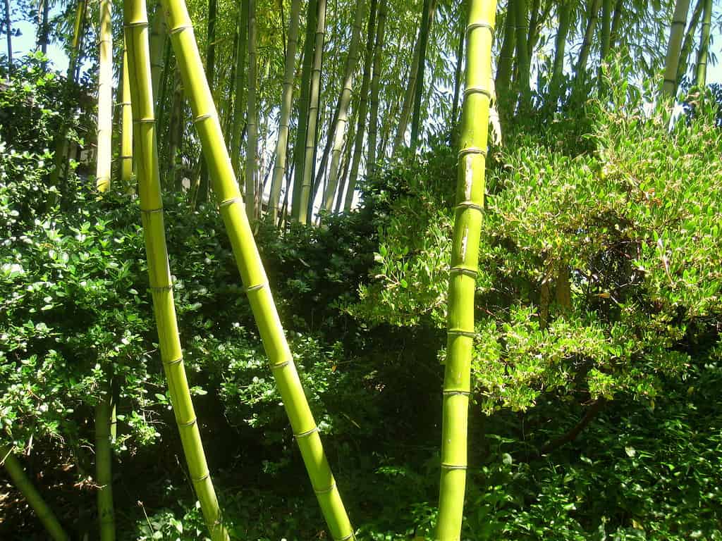 Hakone Estate e giardini in California