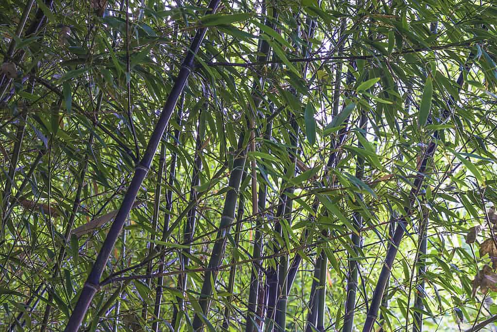 Bambù nero o Phyllostachys nigra