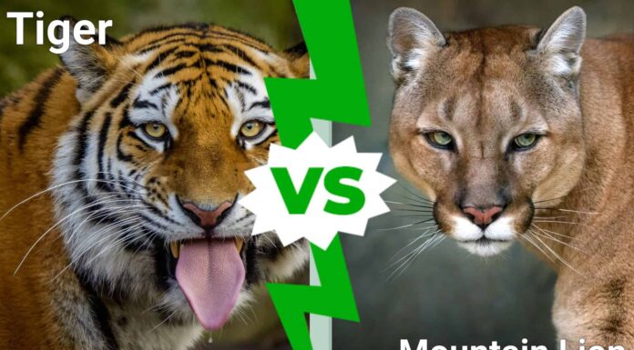 Battaglie tra grandi felini: scopri chi esce vittorioso in una lotta tra tigri e leoni di montagna
