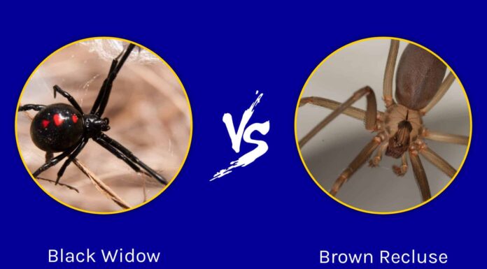 Black Widow vs Brown Recluse: quale ragno mortale vincerebbe in un combattimento?
