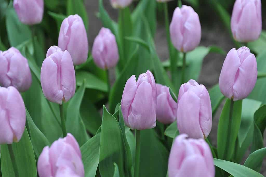 Lilla-rosa Single Early tulips (Tulipa) Pink Prince fiorisce in un giardino a marzo