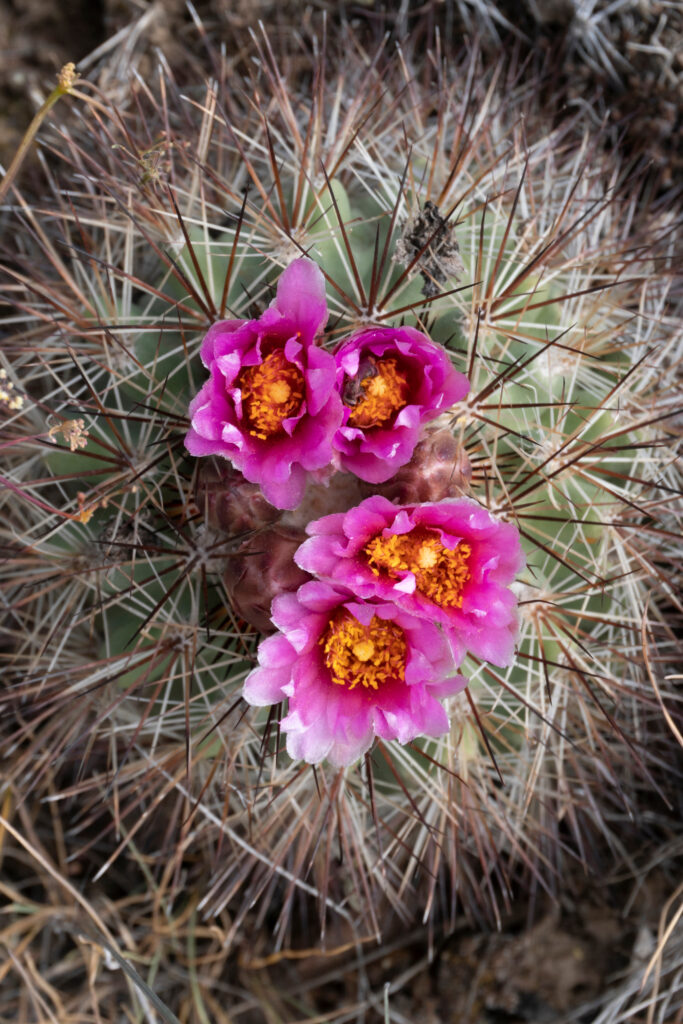 Cactus nel Wyoming - Cactus riccio di Simpson (Pediocactus simpsonii) che fiorisce a maggio nella riserva di Beezley Hills.
