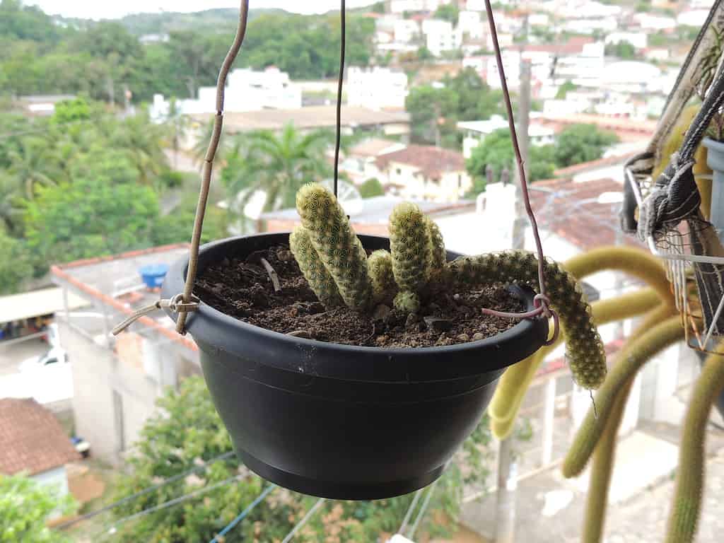 cactus coda di cane in vaso sospeso, con foglie che iniziano a pendere sui lati