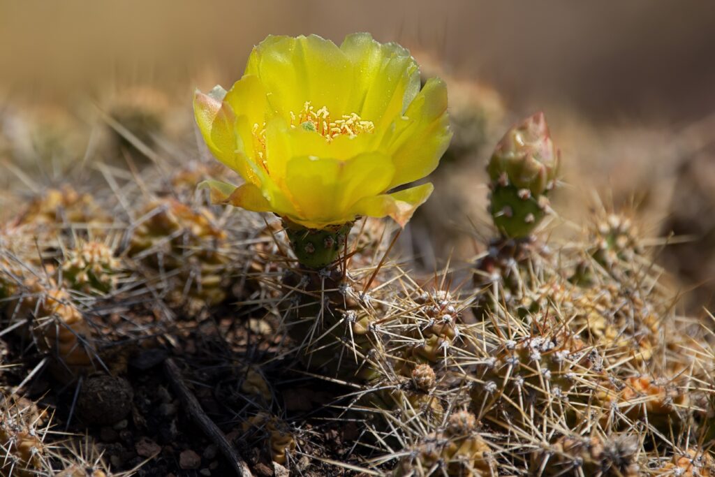 Ficodindia fragile cactus che fiorisce nelle praterie di Alberta, Canada.