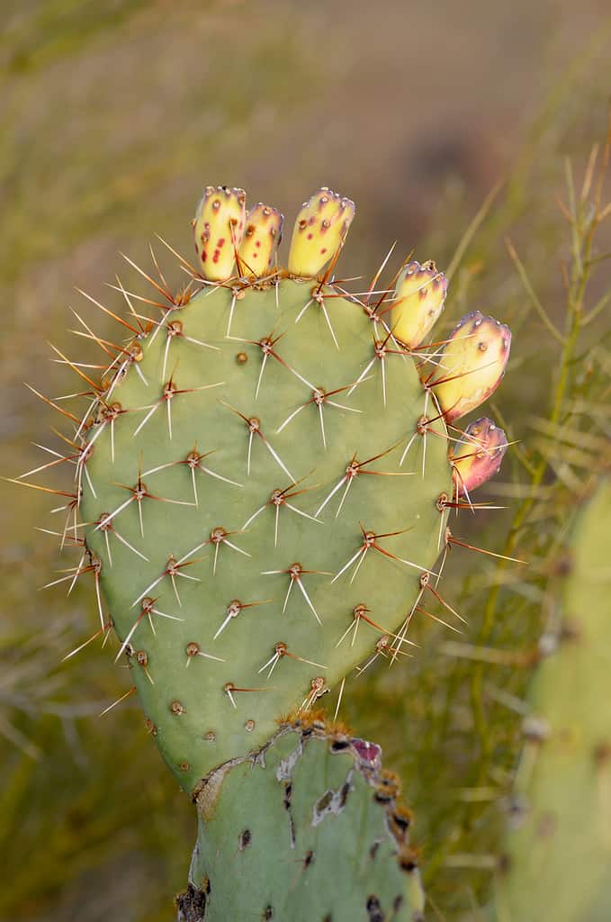 Ficodindia di Engelmann (Opunita engelmannii), organo a canne Cactus monumento nazionale, Arizona, Stati Uniti d'America