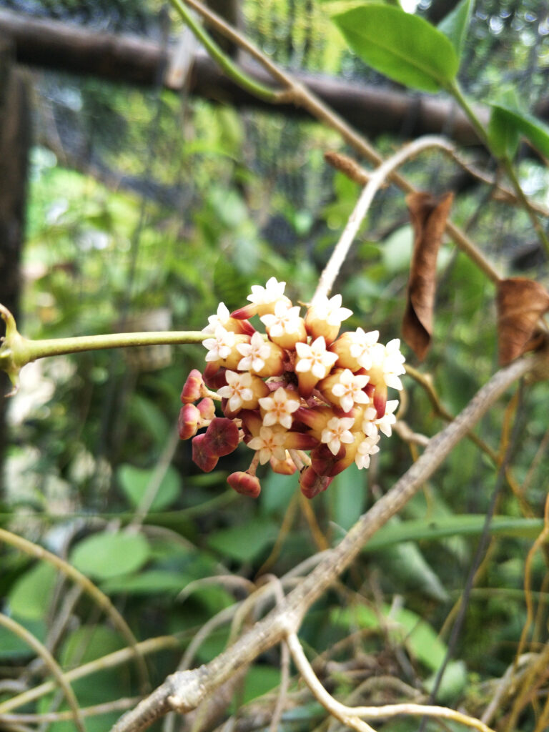 Mazzi di fiori di Hoya callistophylla