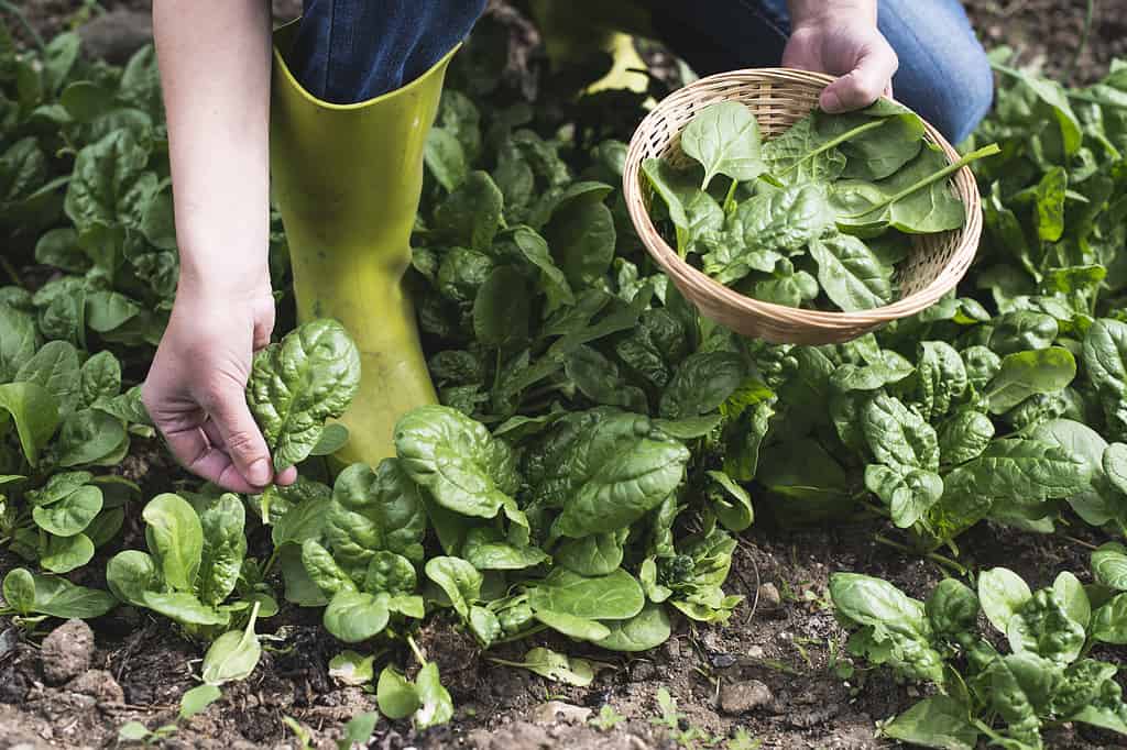 Raccogliere gli spinaci nell'orto di casa.  Spanacio biologico.  le cose migliori da piantare in Georgia ad ottobre