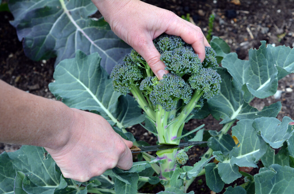 La persona passa a tagliare la pianta di broccoli fresca nel giardino di casa.  Mangiare sano, sostenibilità, super cibo, coltivare verdure, vegetariano, stile di vita.  Nessuno.  Copia spazio