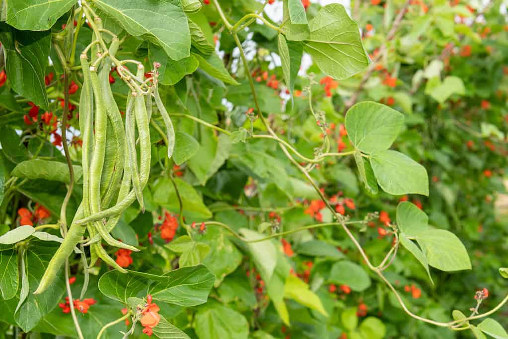 Phaseolus coccineus, fagiolo rampicante