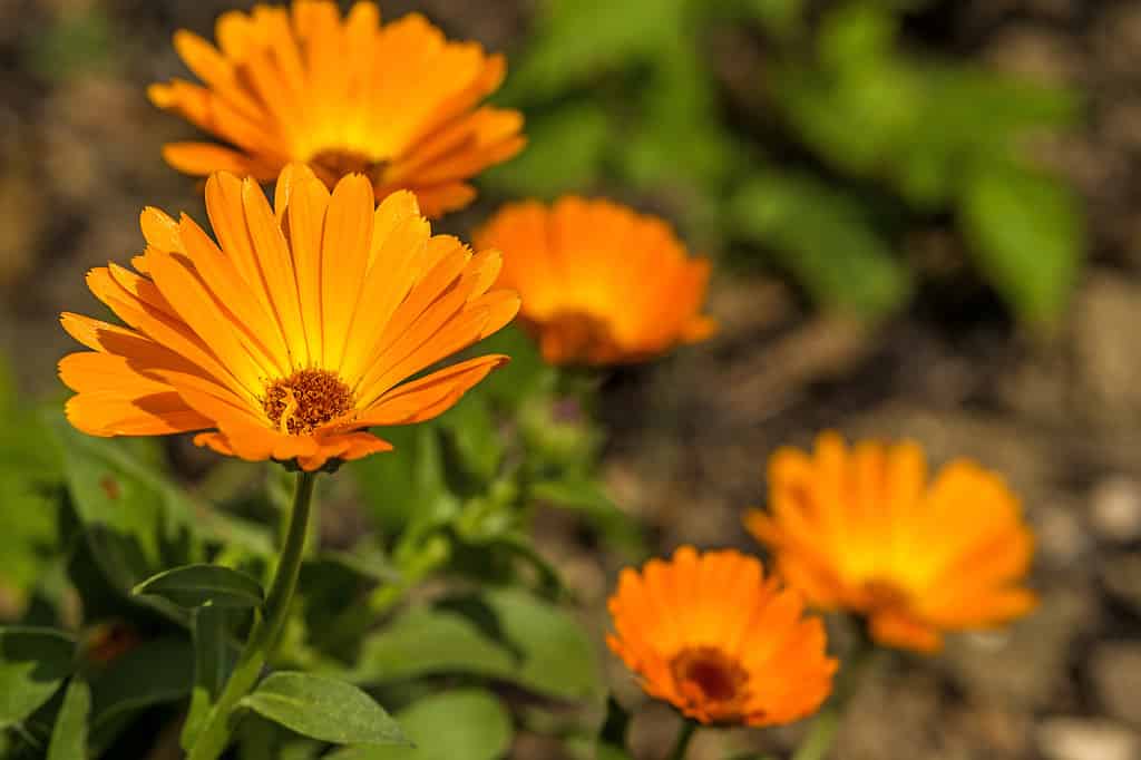 Un primo piano dei fiori d'arancio dorato della Calendula officinalis o della calendula o della pianta di calendula.