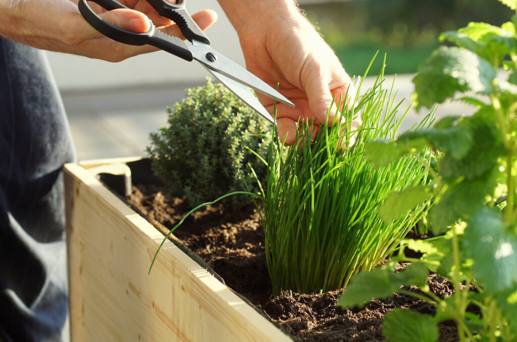 Una persona che raccoglie Allium schoenoprasum o erba cipollina da un orto con le forbici.