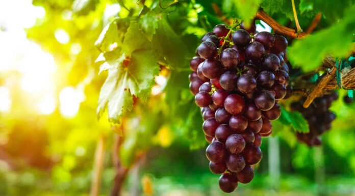 Come coltivare l'uva: la tua guida completa
