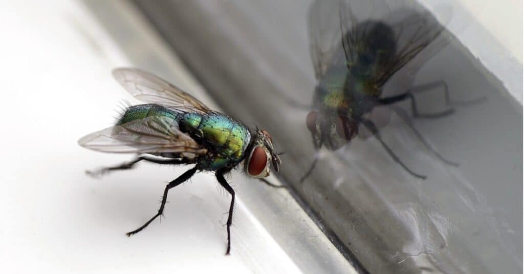 Esistono diversi rimedi naturali per liberare la casa dalle mosche.