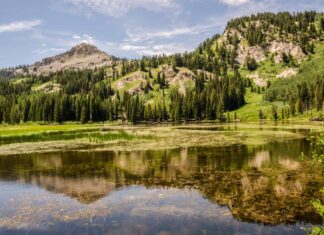 Cosa devono sapere i giardinieri dello Utah questa primavera
