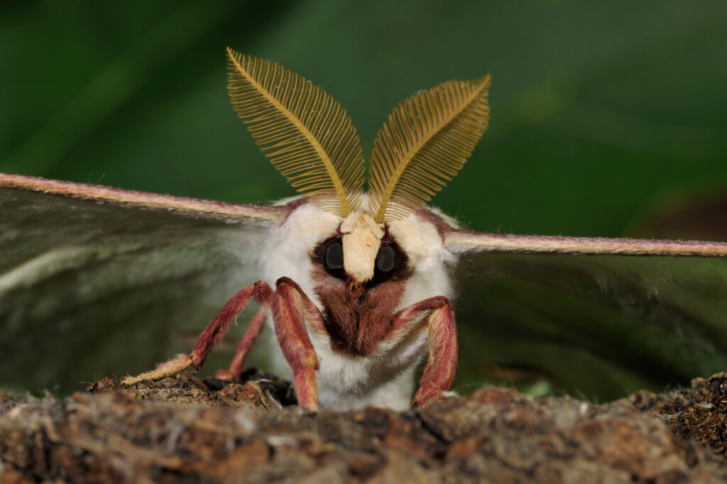 Luna Moth (Actias luna) ritratto maschile