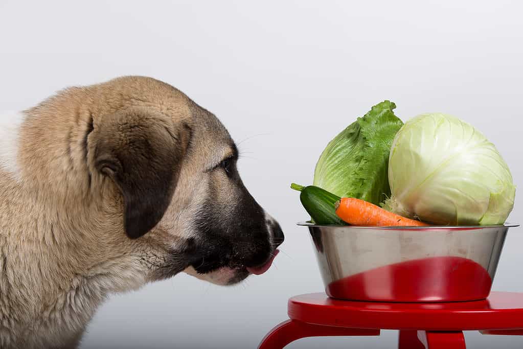 Cane che guarda una ciotola con lattuga e altre verdure