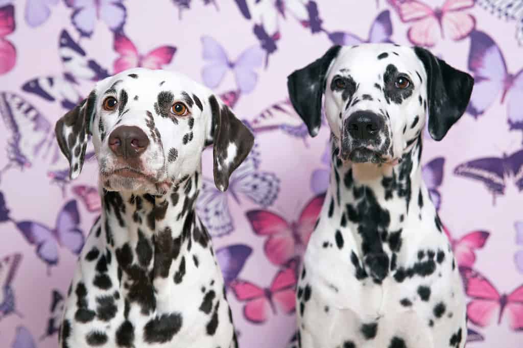 Un dalmata fegato in posa accanto a un dalmata maculato nero