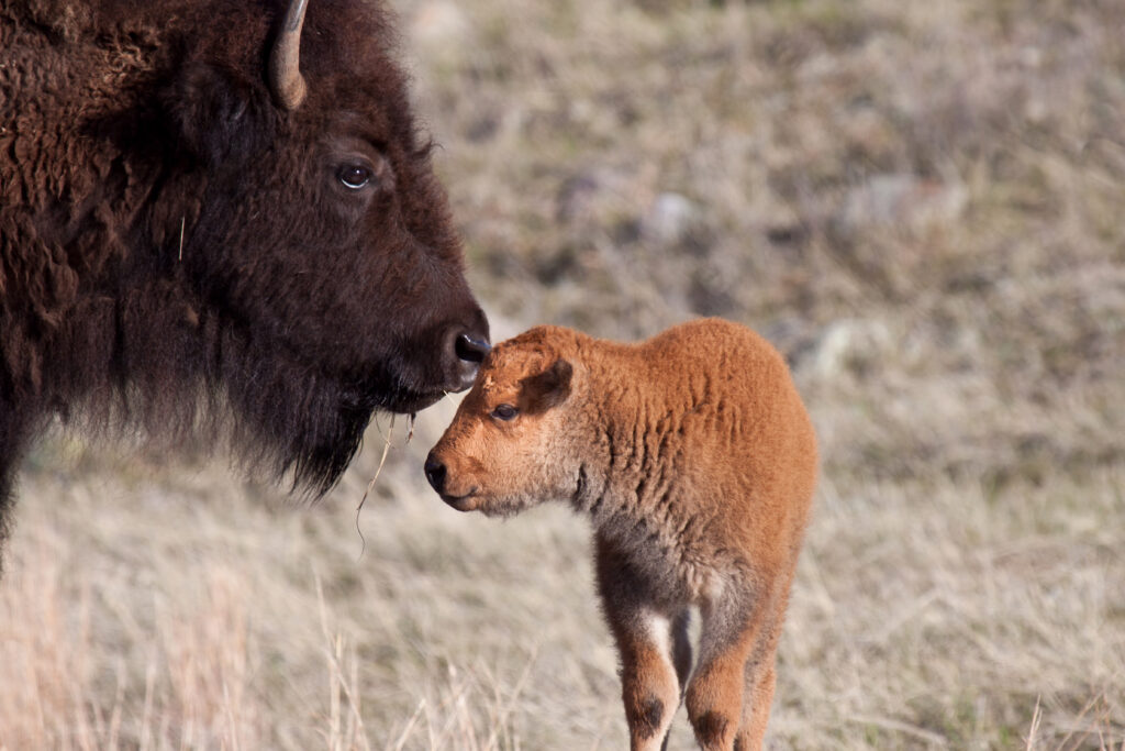 Vitello e madre bisonte