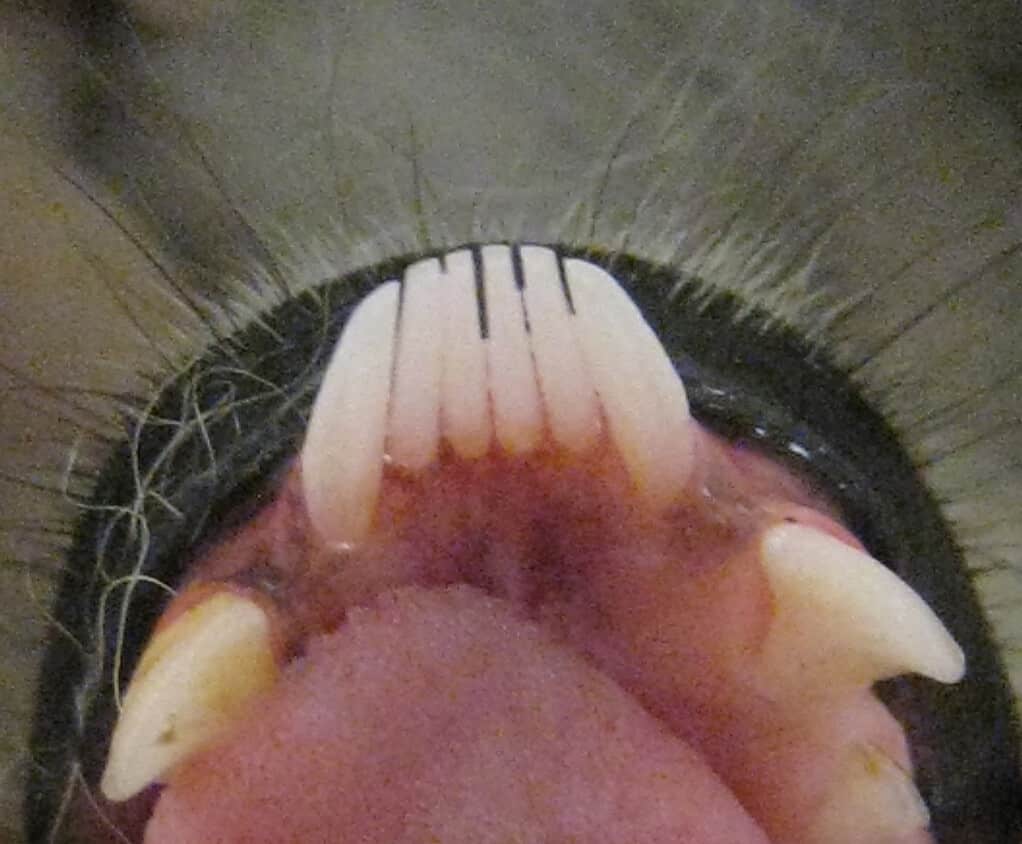 Macro di un pettine a denti di lemure.  La foto mostra distintamente i quattro lunghi incisivi sporgenti affiancati dai canini altrettanto lunghi. 