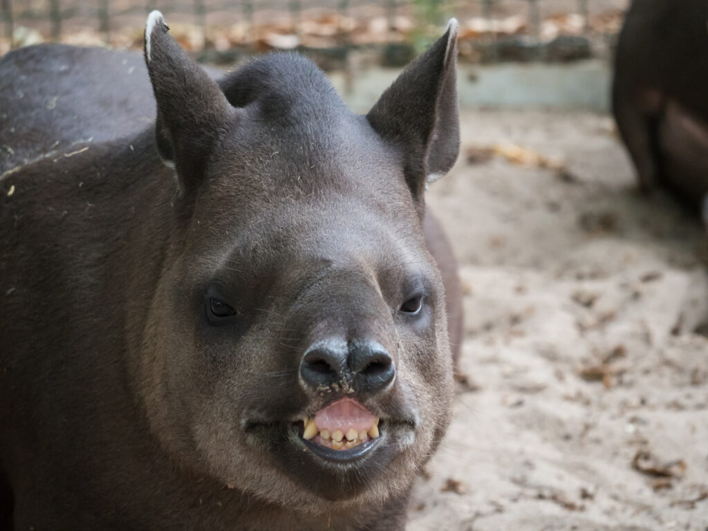 Tapiro al centro di fronte alla telecamera.  Il tapiro sembra sorridere mostrando i denti.