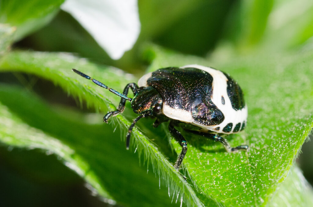 Calligrapha Beetle a Deajeon Corea del Sud