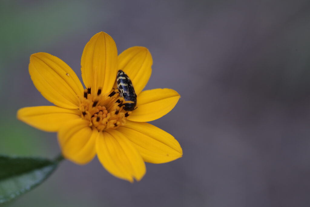Bug di coleottero giallo su fiore giallo, cipresso calvo a testa piatta Alburno di alburno, Acmaeodera pulchella selezionare la messa a fuoco, primo piano isolato.