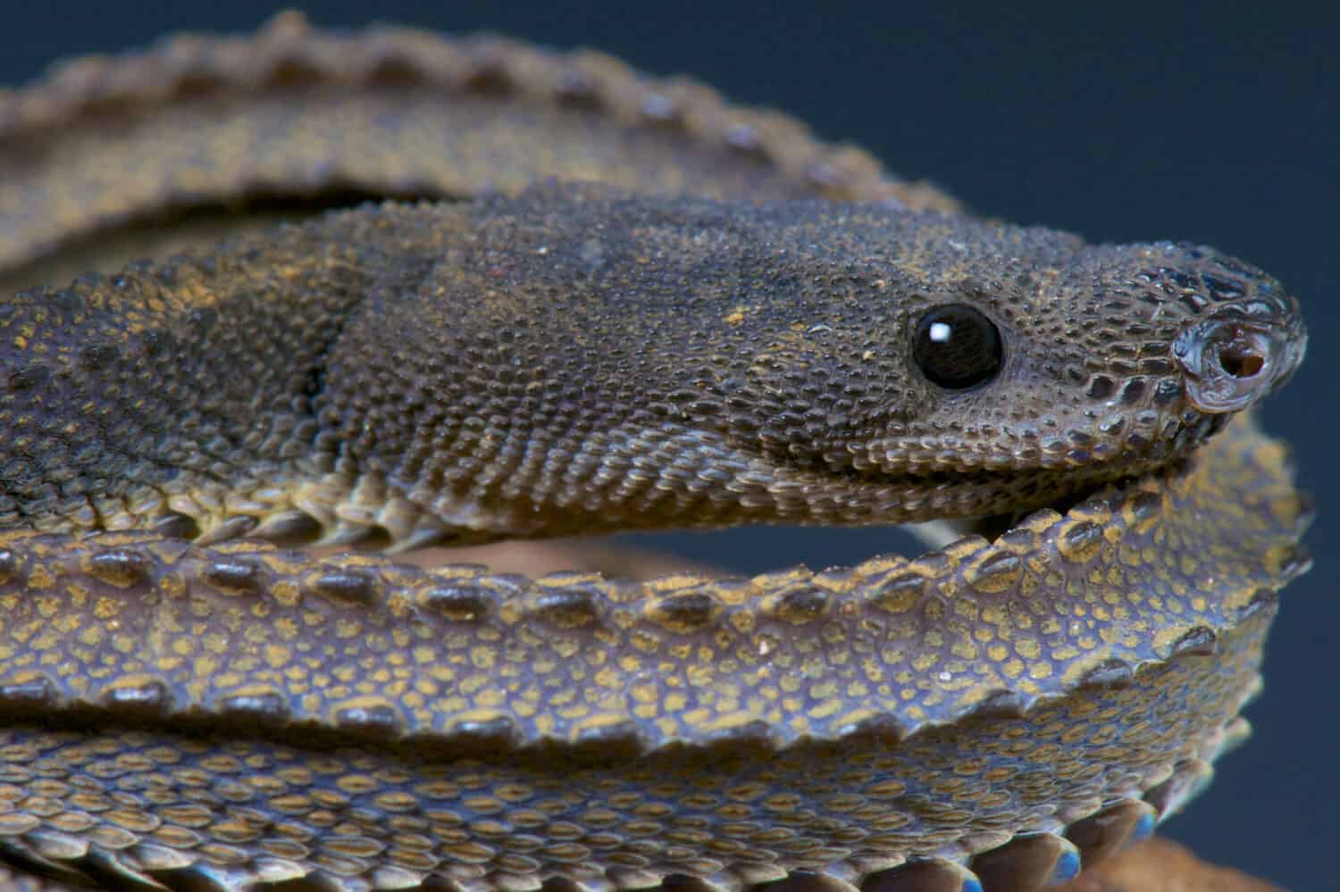 Serpente drago / Xenodermus javanicus
