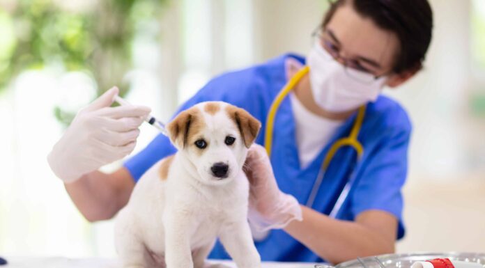 Elenco dei vaccini importanti per i cani
