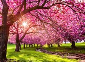 Fiori di ciliegio in Pennsylvania: quando fioriscono e dove vederli
