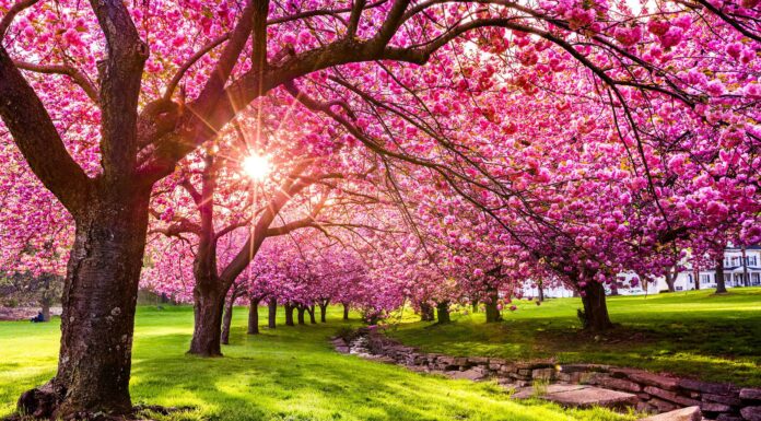 Fiori di ciliegio in Pennsylvania: quando fioriscono e dove vederli
