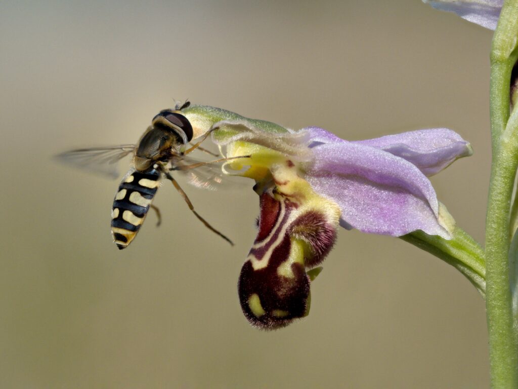 Hover Fly Impollinazione Ape Orchidea