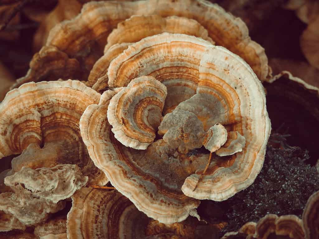 Fungo coda di tacchino (Coriolus versicolor)
