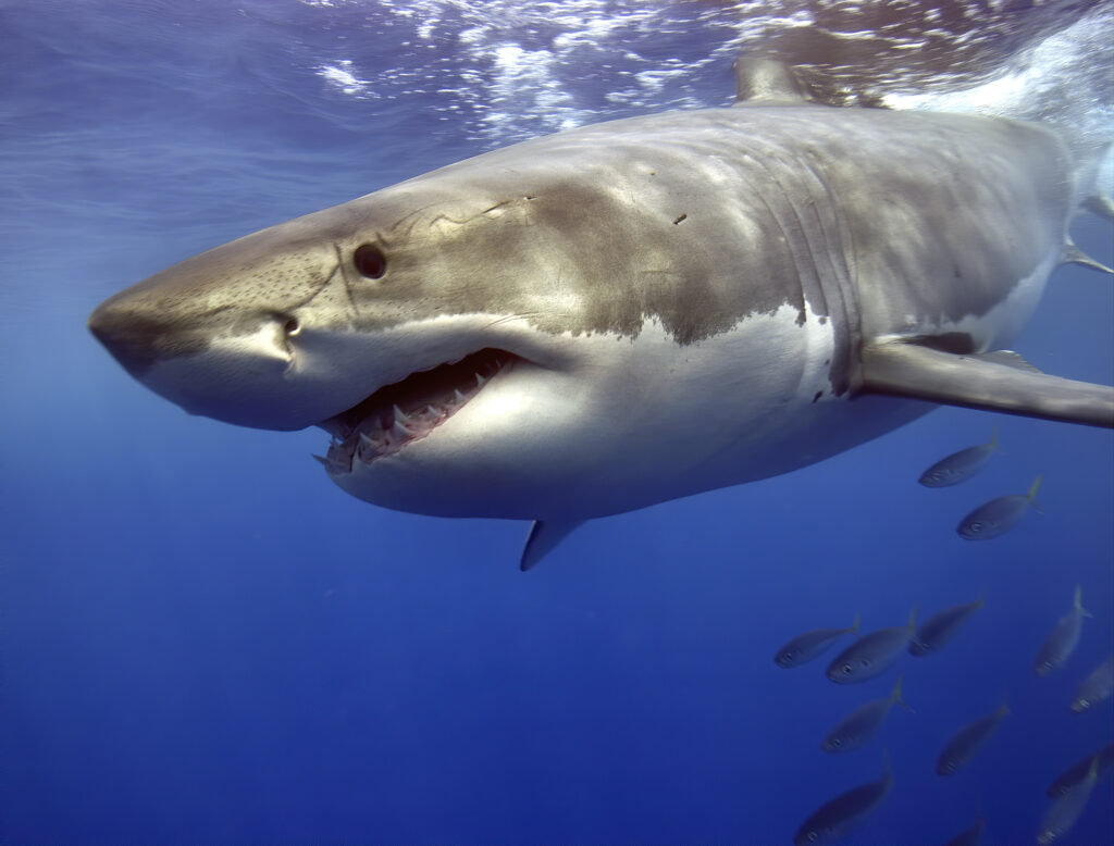OCEARCH può tracciare gli squali taggati durante la crociera in superficie.