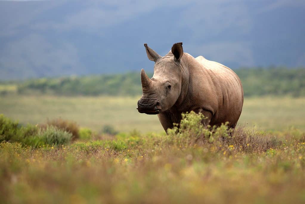 Rinoceronte che guarda l'obbiettivo