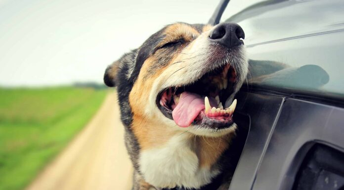 Guarda le reazioni sbalordite degli automobilisti quando sorpassano un cane alla guida di una Tesla... Sì, un cane!
