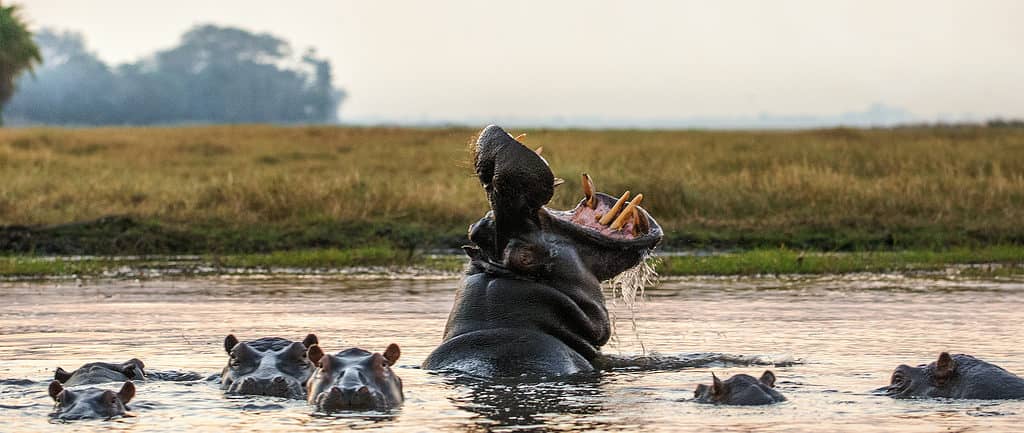 Gruppo di ippopotami nell'acqua