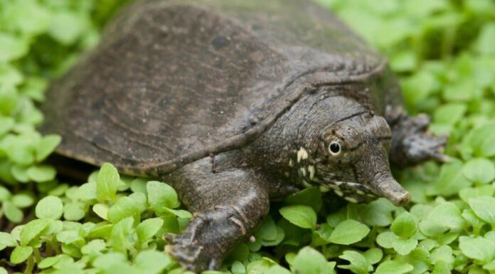 Guarda questa tartaruga mostruosa invadere lo stagno di un uomo e divorare i suoi pesci

