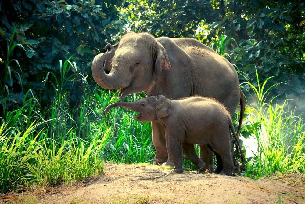 Madre elefante indiano con bambino