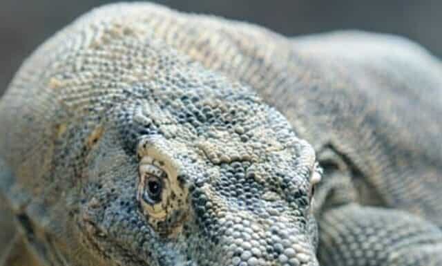 Guarda questo gigantesco drago di Komodo dominare una tartaruga e indossare il suo guscio come un cappello
