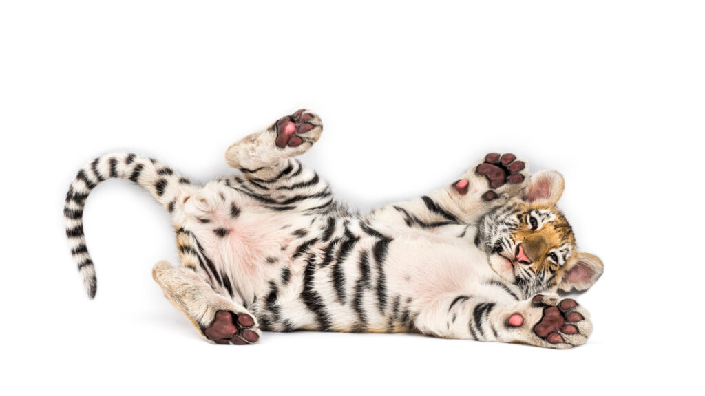 Il cucciolo di tigre giocoso mostra le sue zampe