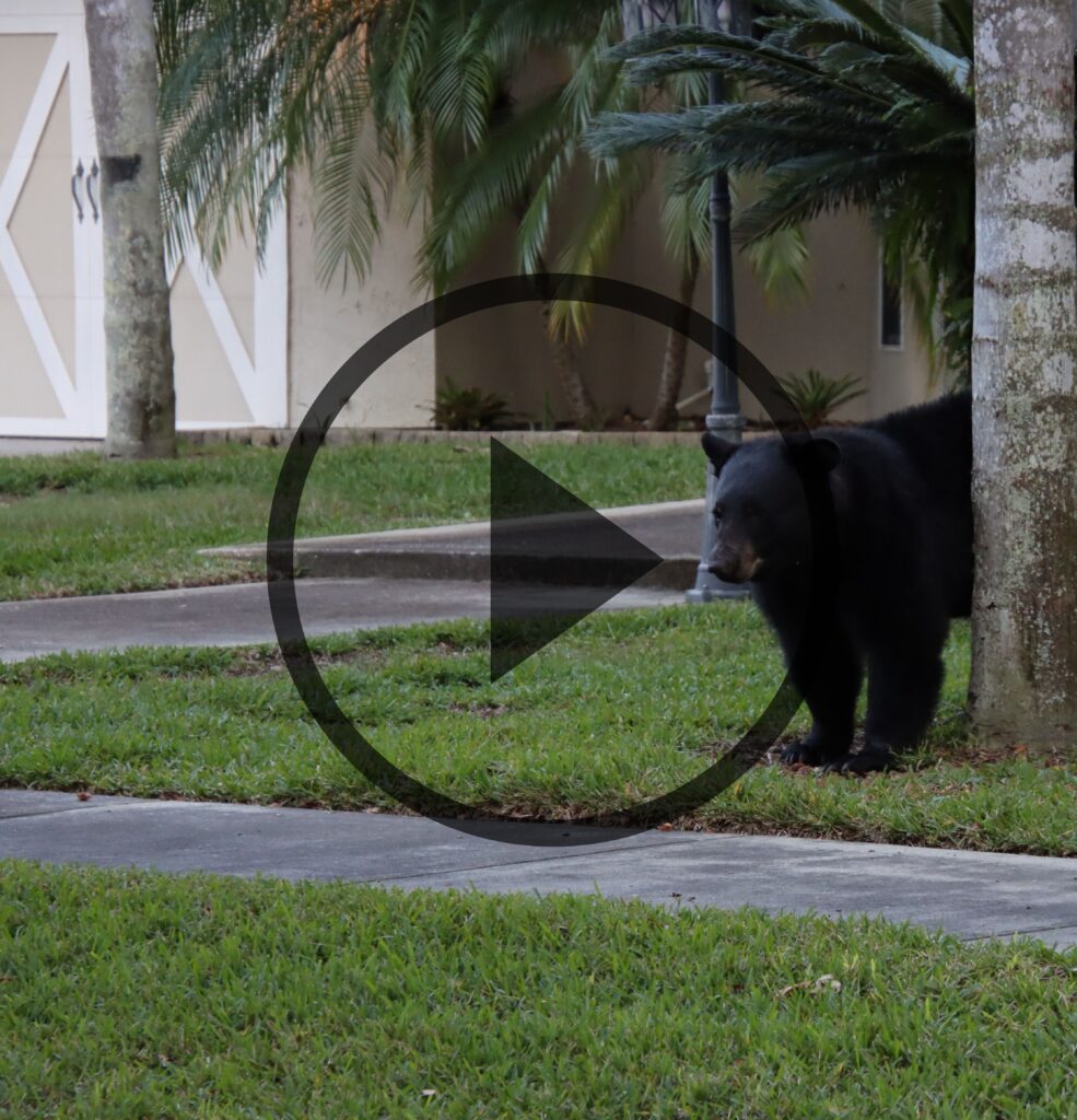 Orso nero che cammina in un quartiere residenziale