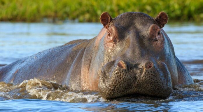 Guarda un grosso ippopotamo lanciare un attacco furtivo e inviare un branco di leoni a correre per le colline
