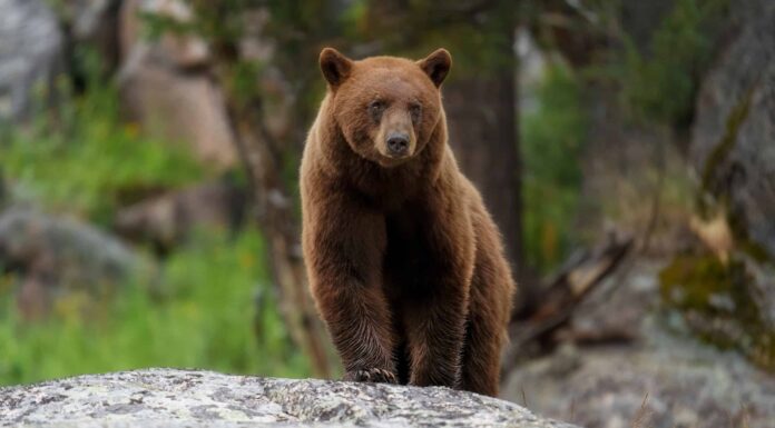 Guarda una coppia di enormi orsi inseguire un'auto e salire sul cofano a Yellowstone
