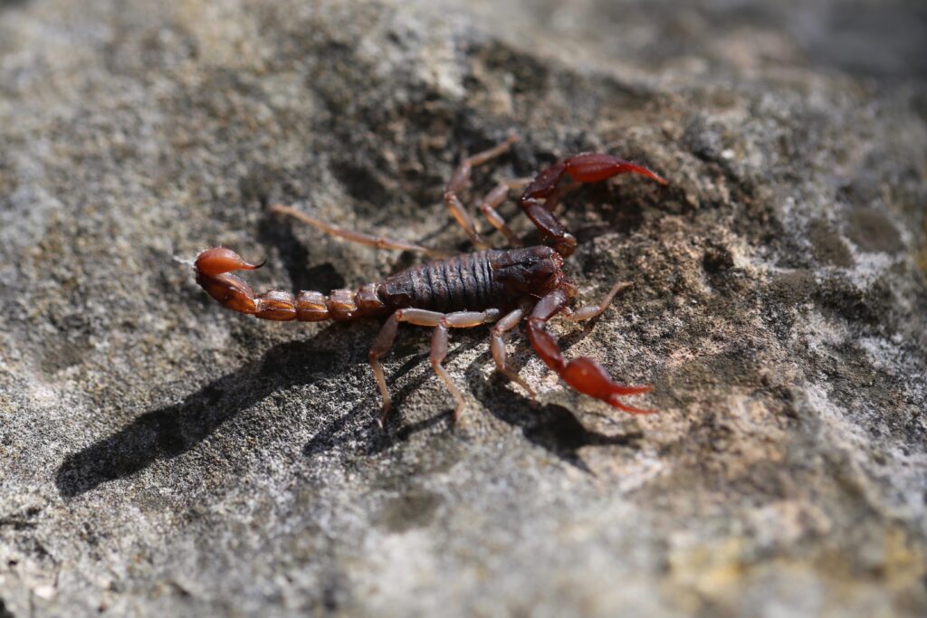 Scorpione della caverna del Texas sulla roccia grigia.  Primo piano isolato.  pseudouroctonus reddelli