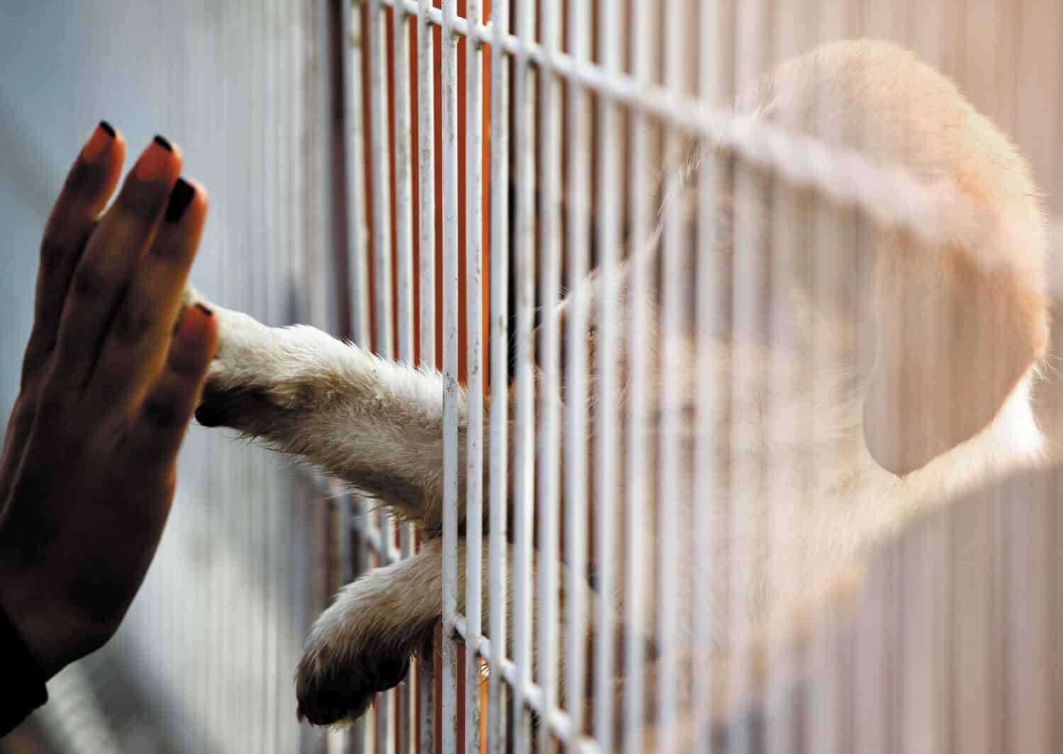 La mano umana sta toccando una graziosa zampa di cagnolino attraverso un recinto di un centro di adozione.
