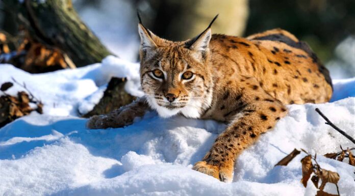 I gatti Lynx possono essere animali domestici?
