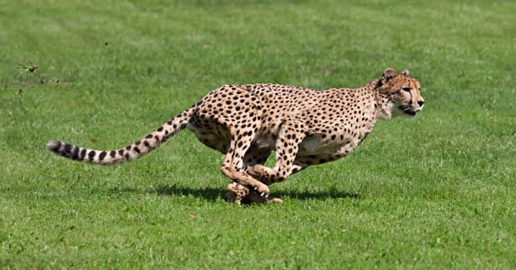 I gatti più grandi sono i ghepardi