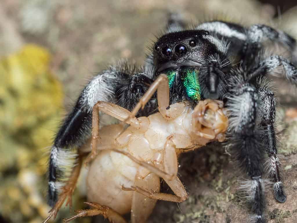 Ragno saltatore regale maschio (Phidippus regius) adulto che si alimenta su un grillo