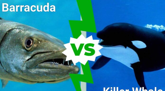 Il barracuda più grande del mondo contro la balena assassina: chi vincerebbe in un combattimento?
