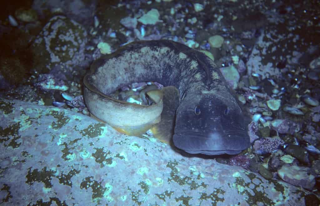 Il broncio dell'oceano